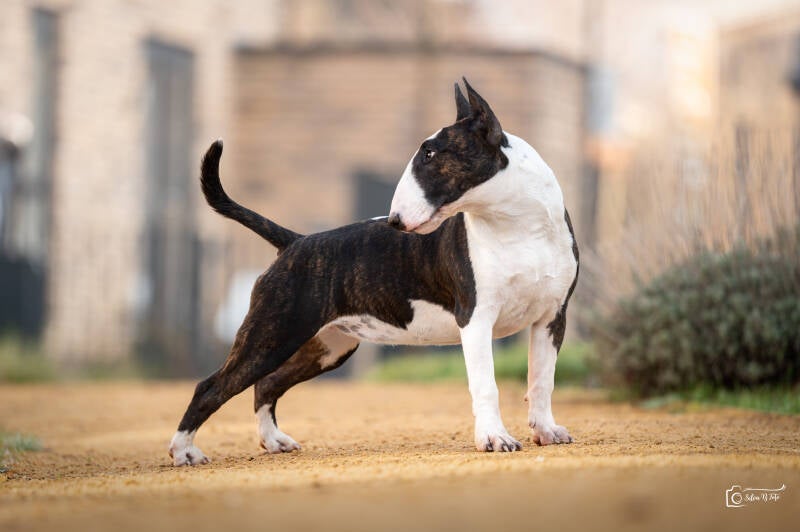 POISSON IVY WHOOPSIE DAISY