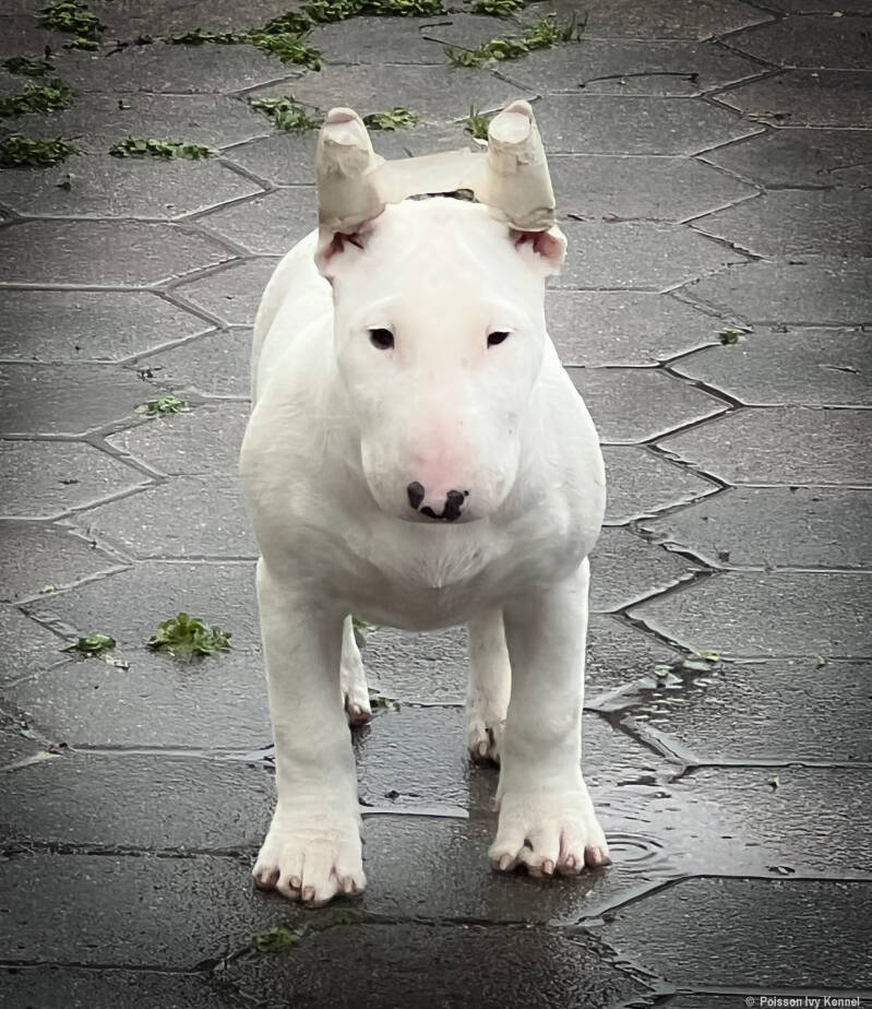 Poisson Ivy La La Land