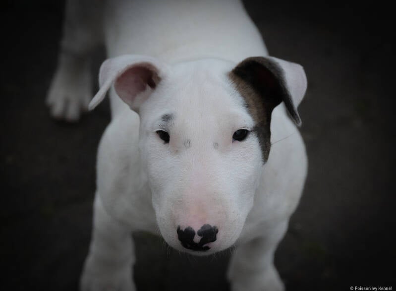 bull terrier puppy