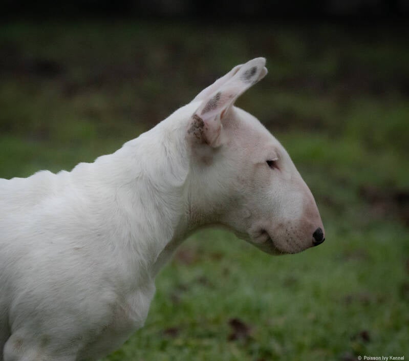 Poisson Ivy La La Land