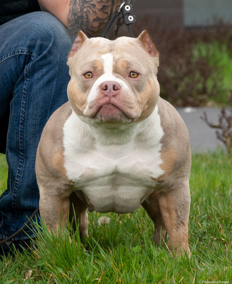 american bully slovenija