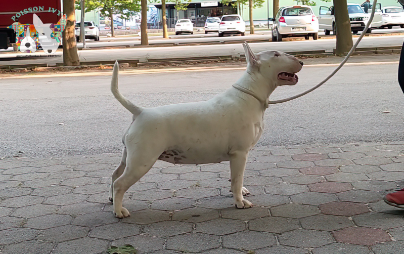 Poisson Ivy Chikki Peanut 