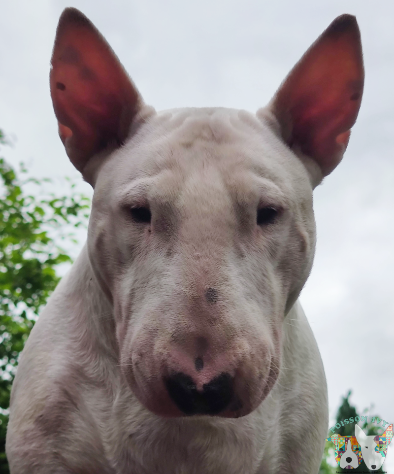 Ice Court The Attorney