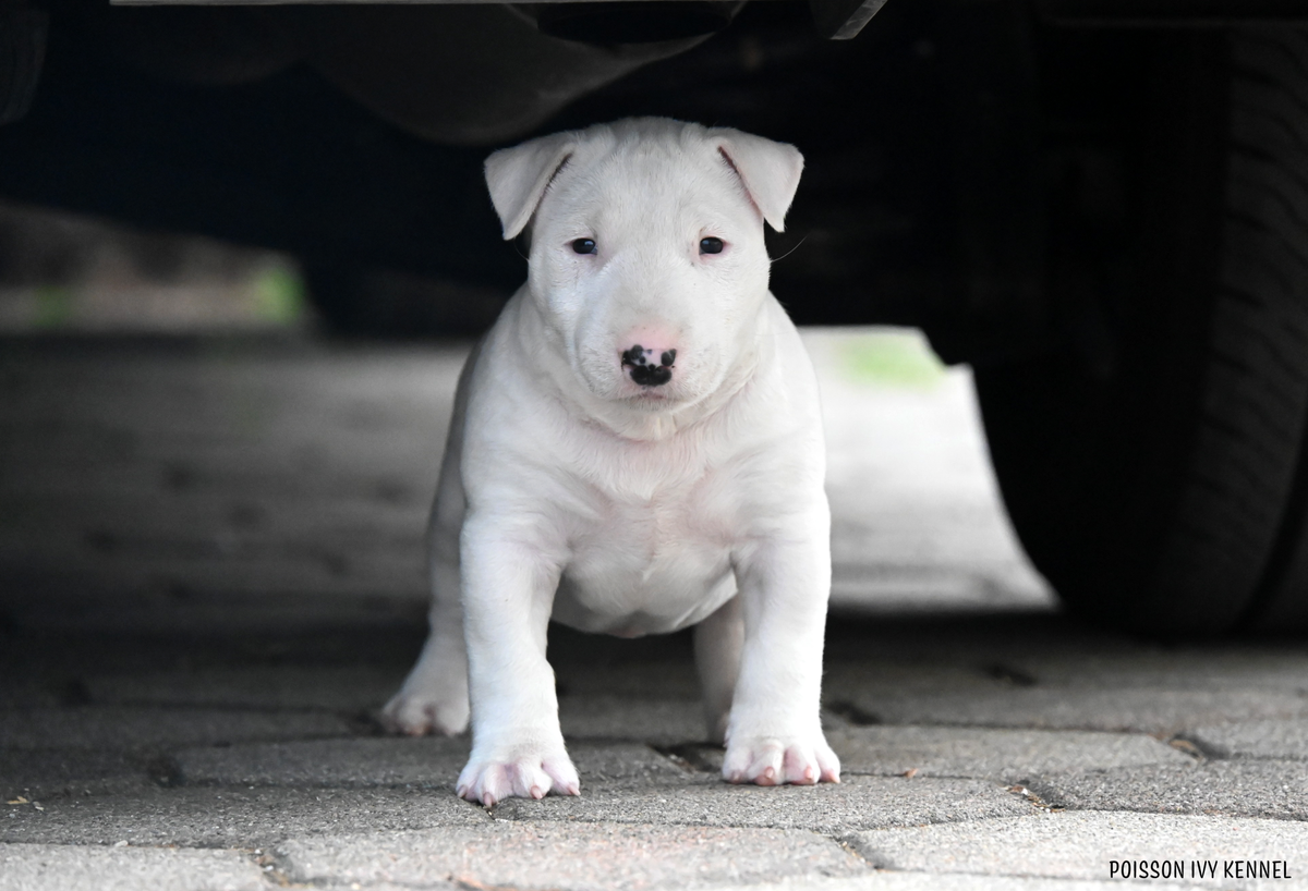 Poisson Ivy | FCI Psarna Bull Terierjev & American Pocket Bully Slovenija