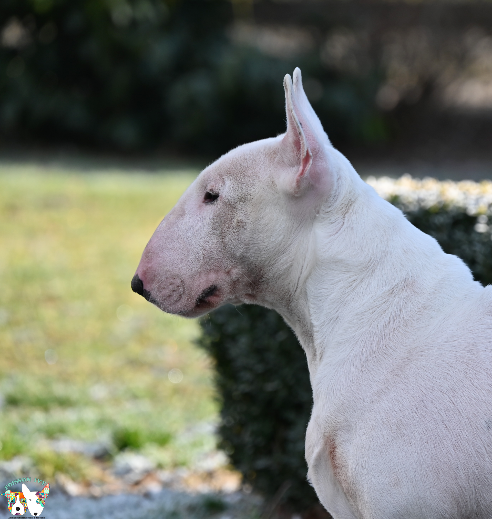 bull terrier