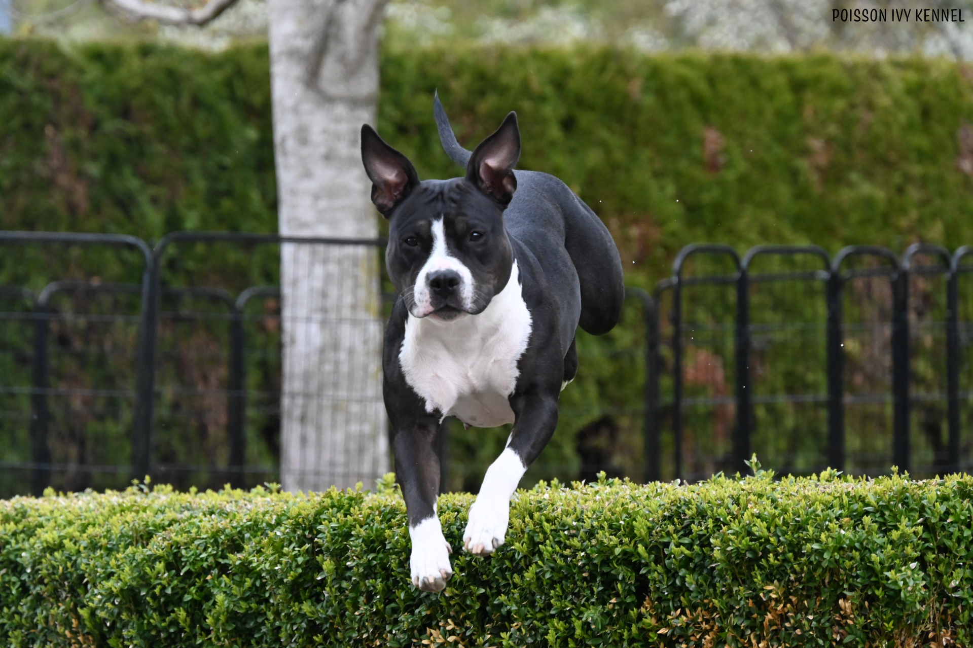 Piai Black Passion Power Of Prince