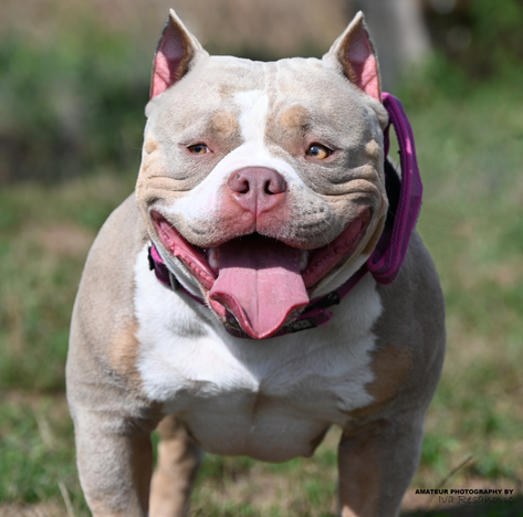 american bully