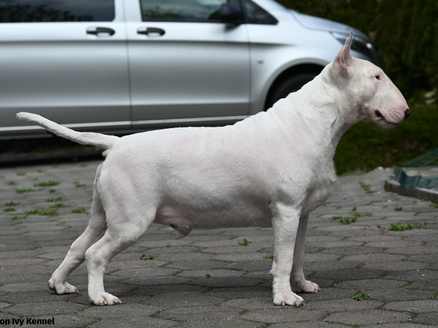 Bull 2024 terrier stud