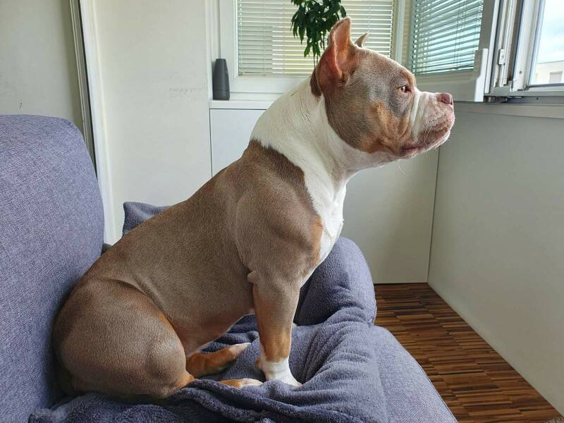 american bully slovenijay