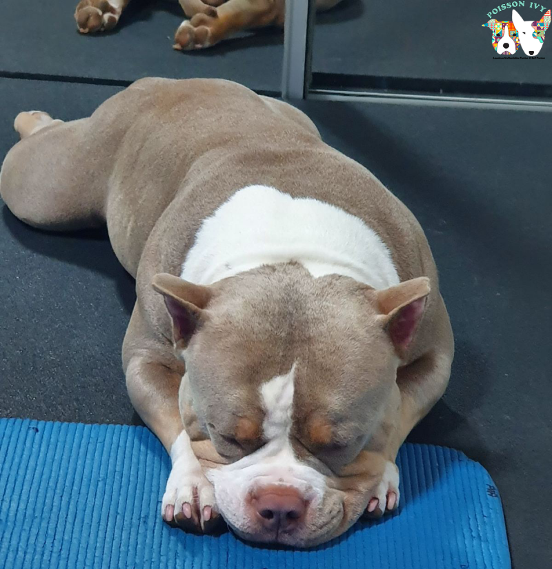 american bully slovenija