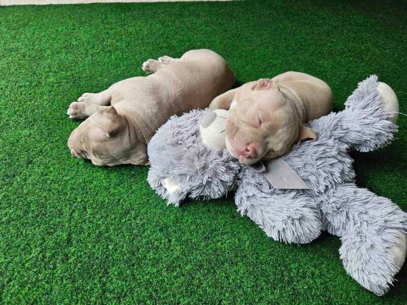 american bully slovenija