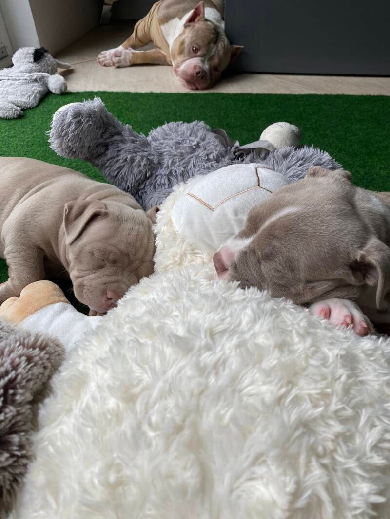 american bully slovenija