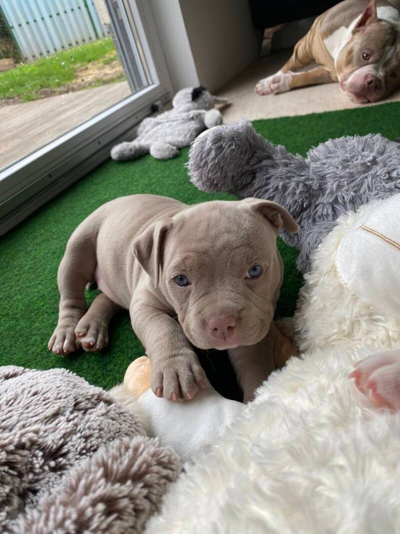 american bully slovenija