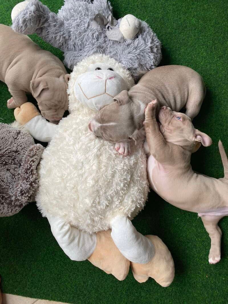 american bully slovenija