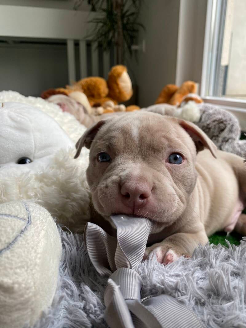 american bully slovenija