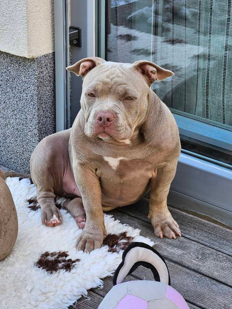 american bully mladički