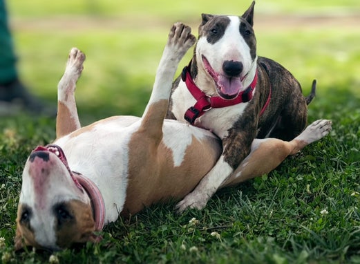 bull terrier slovenija