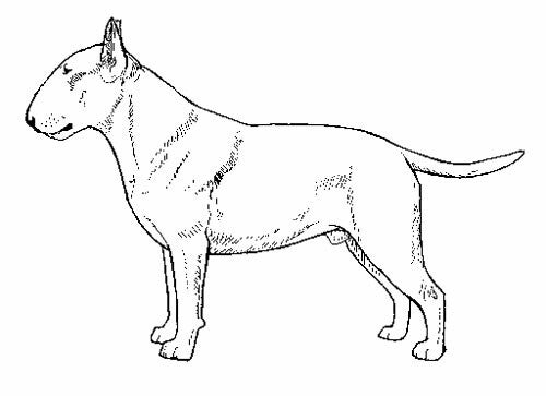 bull terier