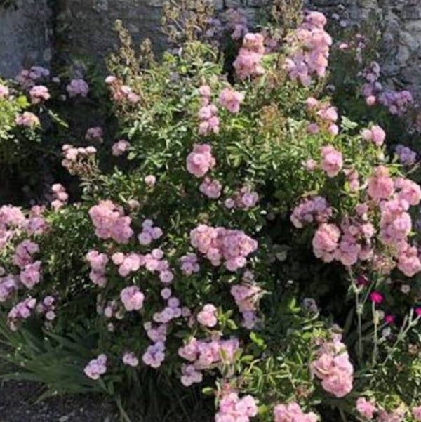 Althéa