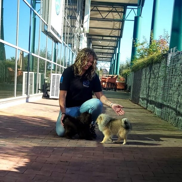 Puppyspelen van De Hondenleerschool