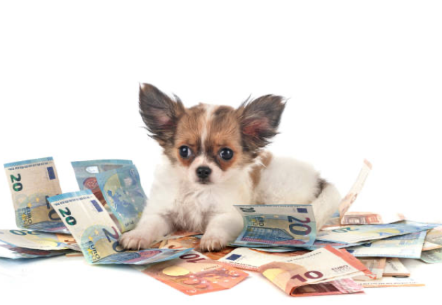 Tarieven van De Hondenleerschool