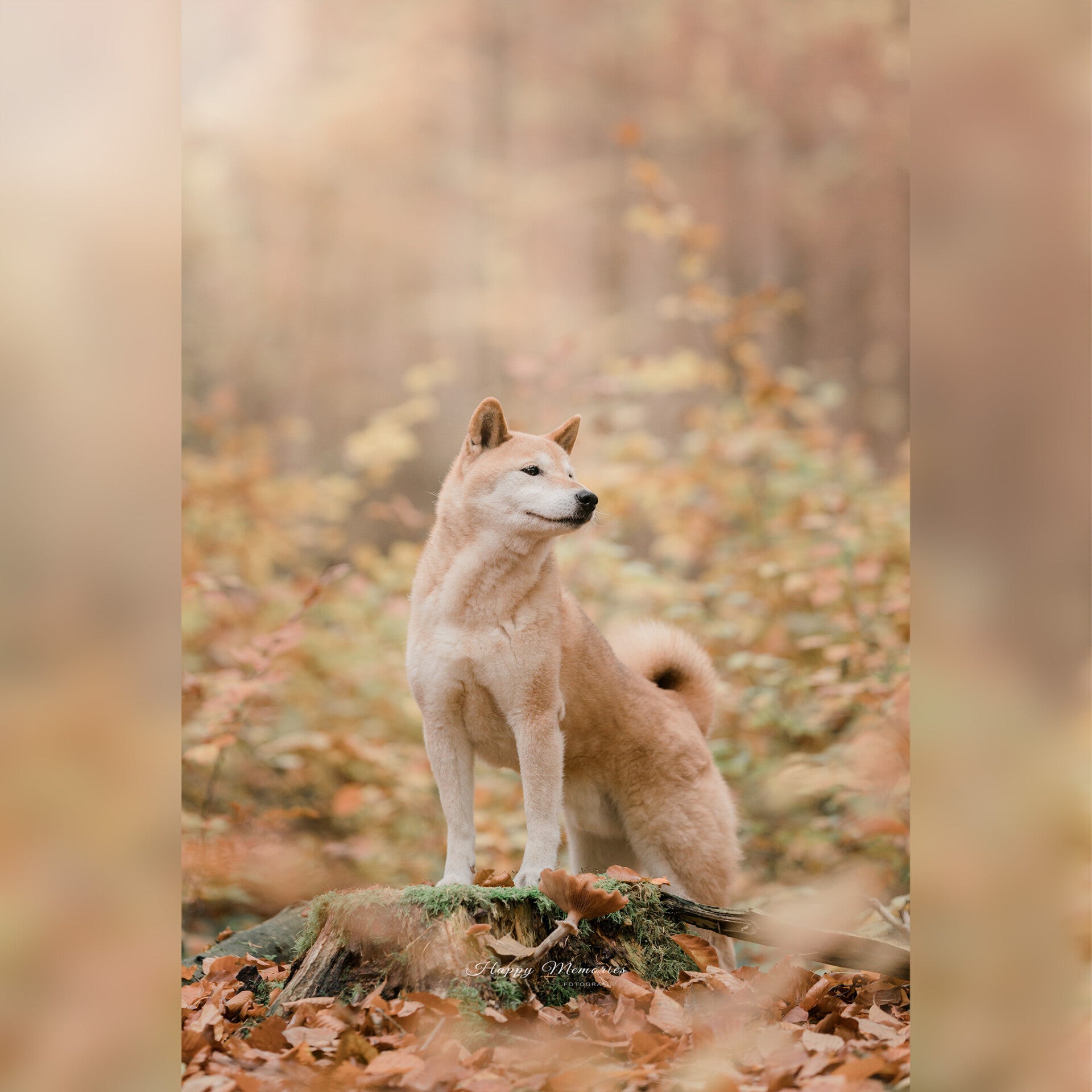 Shiba Inu in bos tijdens een fotoshoot