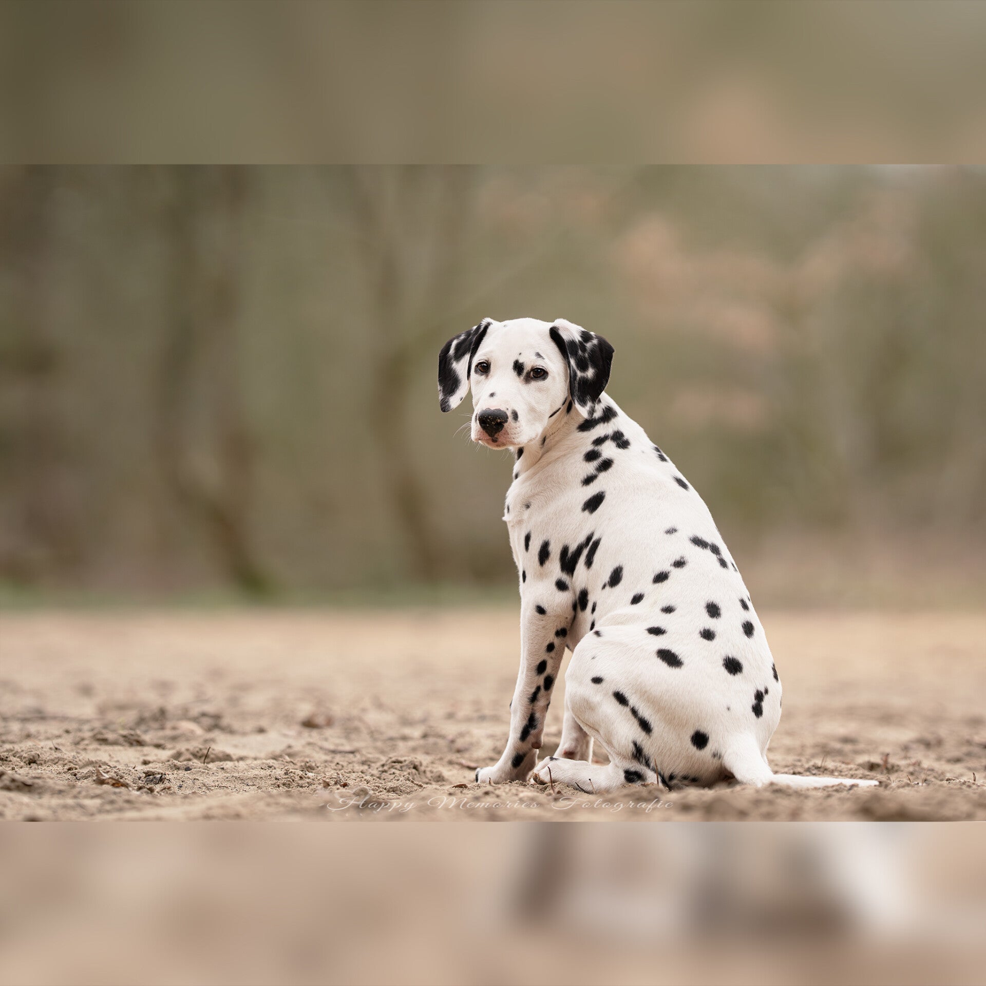 Dalmatiër puppy tijdens fotoshoot op het Lutterzand