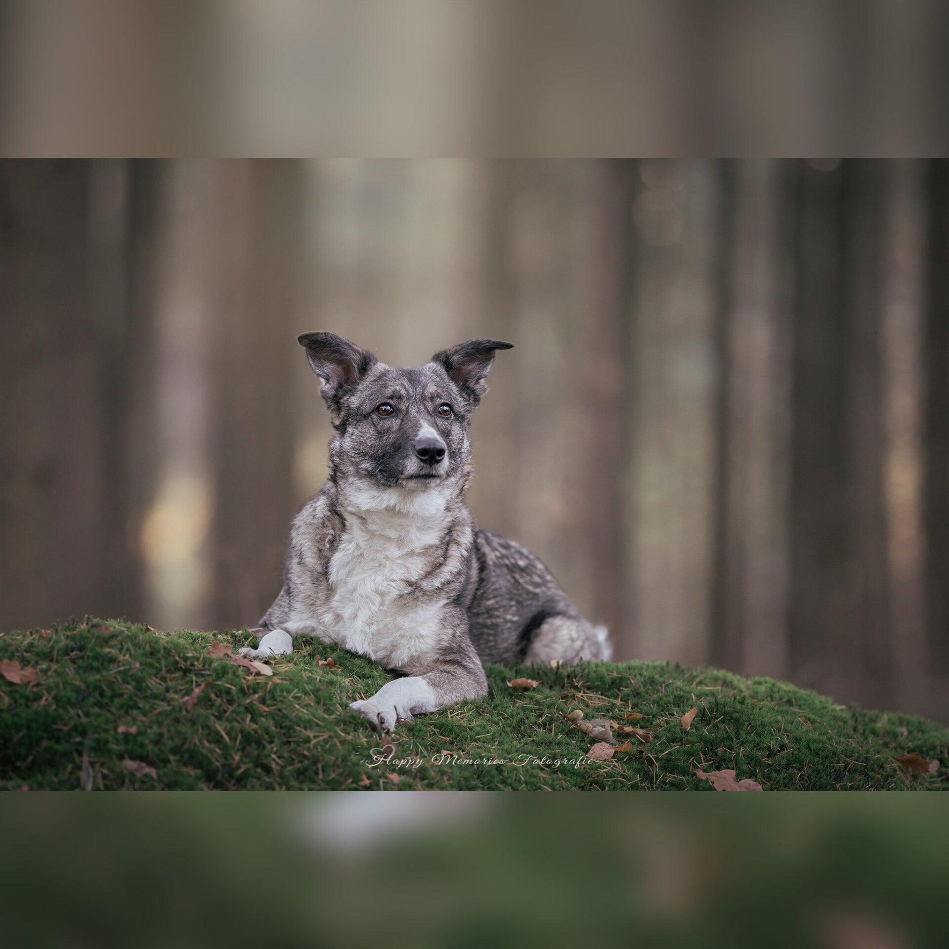 Hond liggend in bos tijdens een hondenfotoshoot