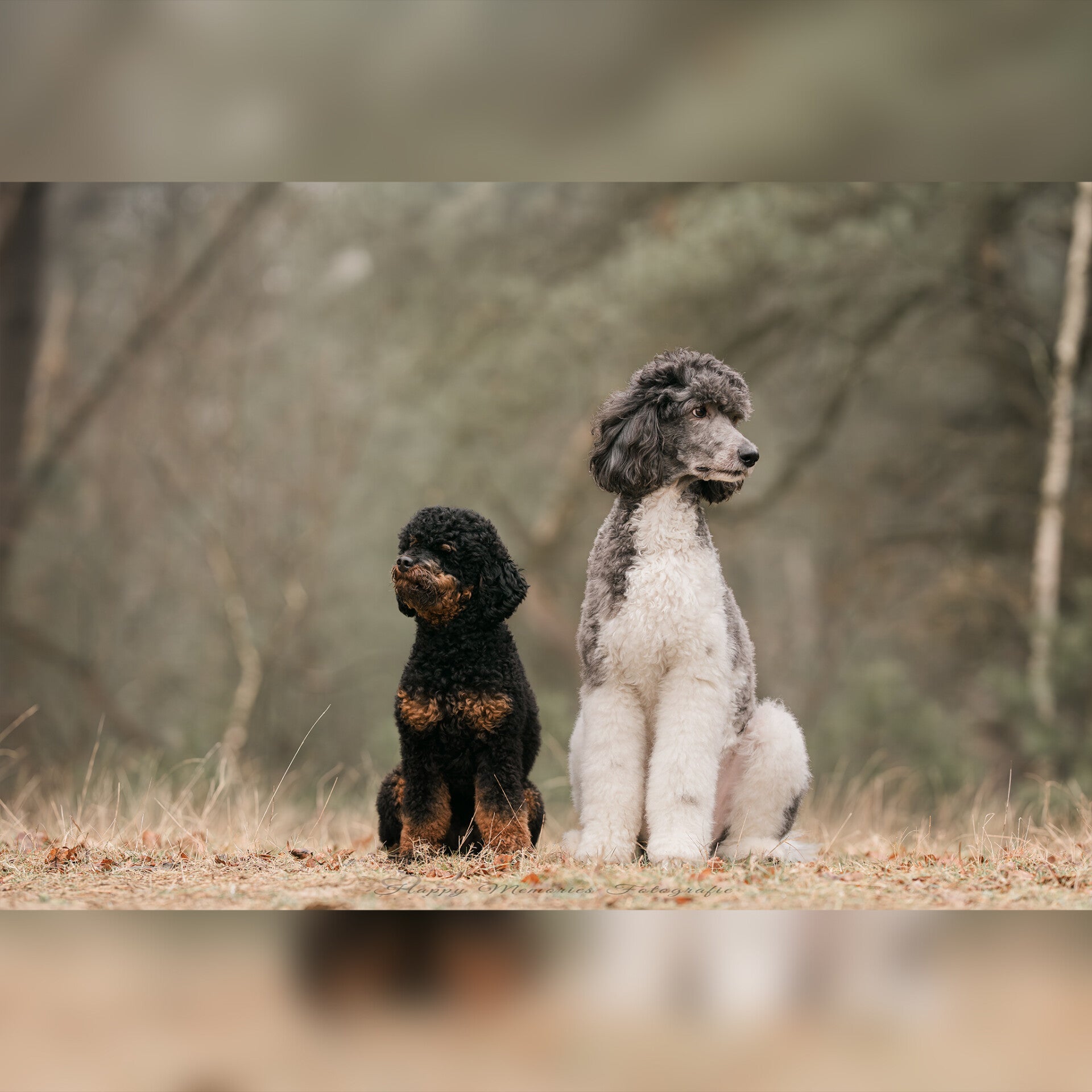 2 honden staan samen voor de lens op het Lutterzand