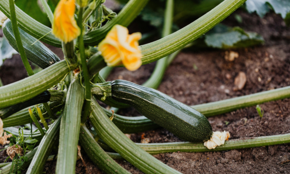 Soupe de courgettes bio