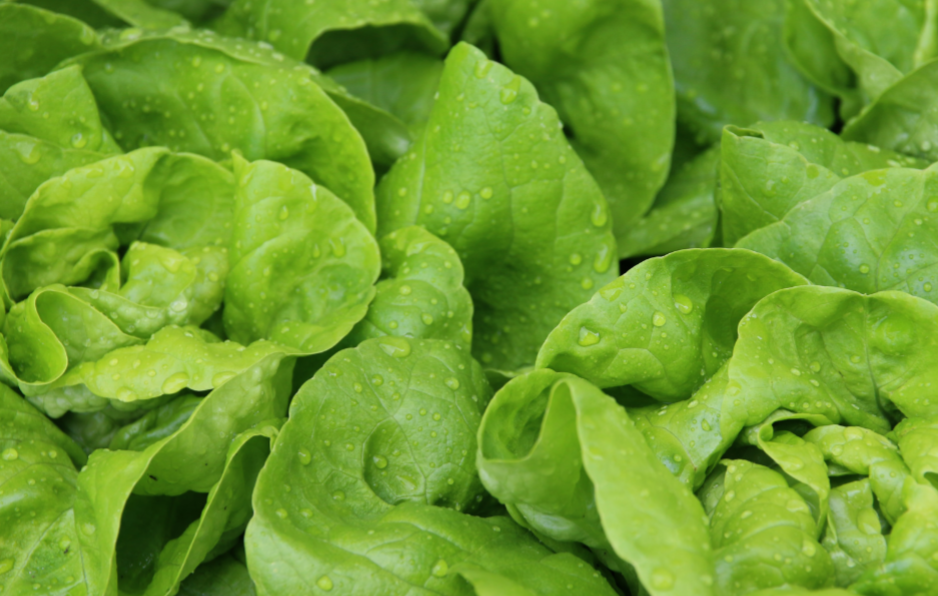 Salade verte aux noix et raisins secs
