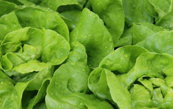 Salade verte aux noix et raisins secs