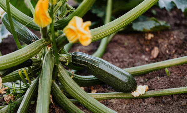 Soupe de courgettes bio