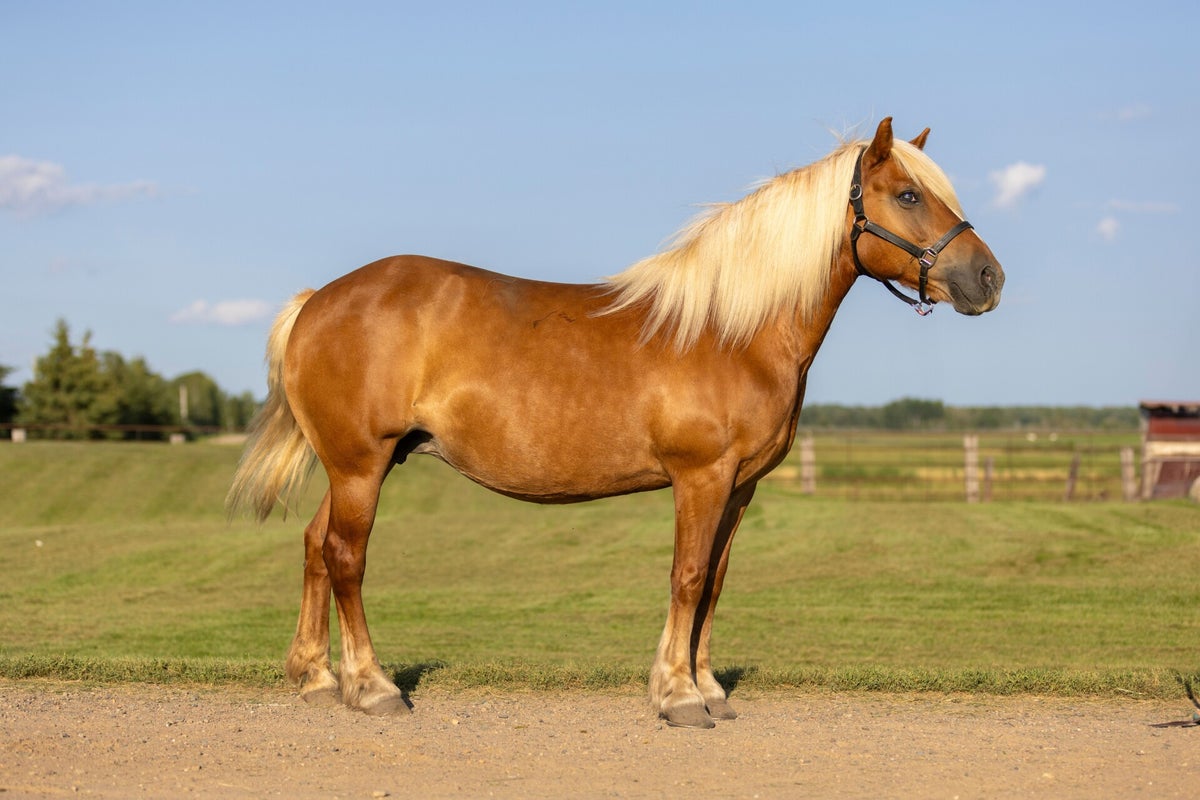 Rmares Ranch Mares | Big Rock Ranch