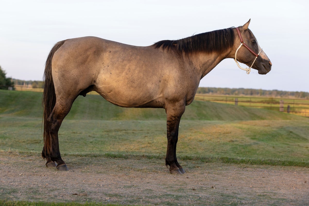 Mares | Big Rock Ranch