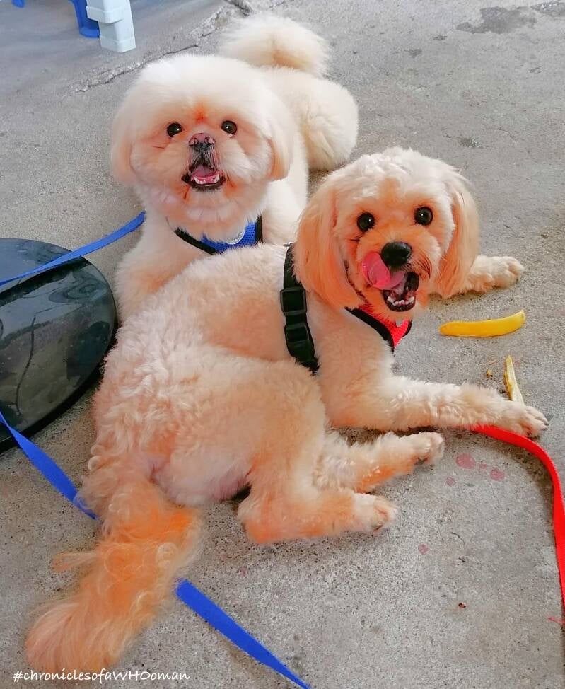 peketzu pekingese shih tzu adult male dog with Cream fur Mini Yeti with his son peketzupoo pekingese shih tzu poodle Kisig Dodge Charger with brown fur. Photo by Amrey Boquiren of Kina Amapola™, Amrey’s Kitchen™, Pawntee’s Grub™ #chroniclesofaWHOoman