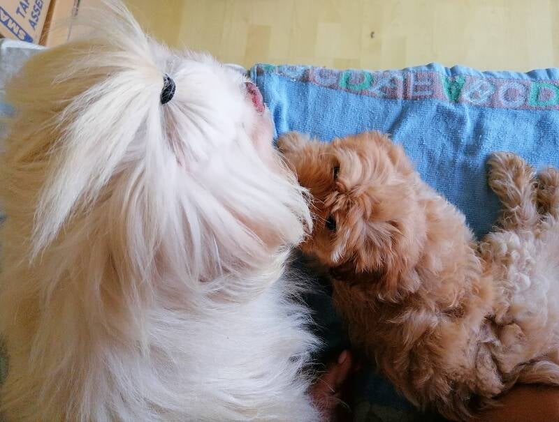 male cream peketzu and male pup peketzu poodle mix. Mini Yeti and Kisig.