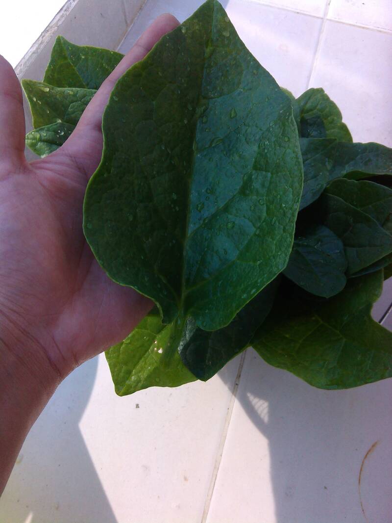 Huge Malabar Spinach (Alugbati) leaf, the size of a hand. Photo by Amrey Boquiren for Amrey’s Kitchen™.