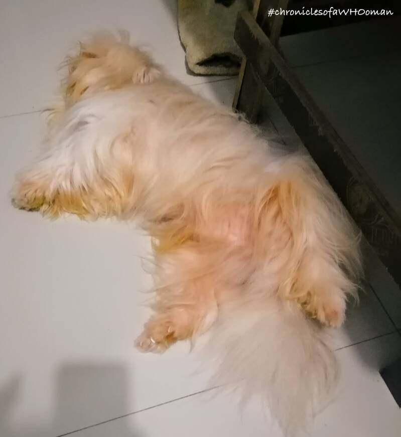 Sleeping Yeti shinese peketzu male dog. Photo by Amrey Boquiren of Amrey’s Kitchen™, Kina Amapola™, and Pawntee’s Grub™.