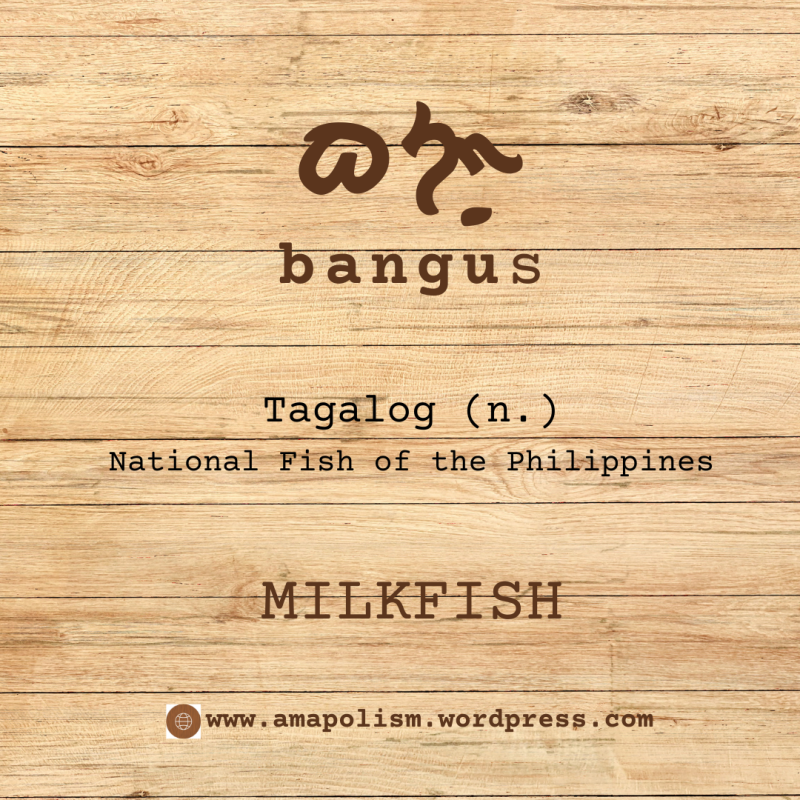 Milkfish is Bangus in Tagalog. amapolism Katutubo 101 pre-colonial baybayin cards Filipino English vocabulary by Amrey Boquiren.