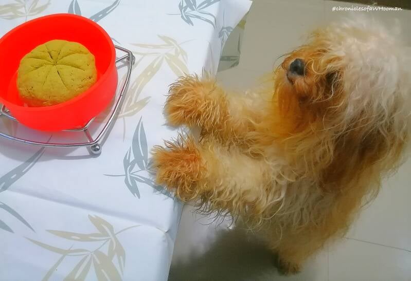 eyeing no-yeast vegan moringa bread with front paws on the table. male dog peketzupoo pekingese shih tzu poodle Kisig Dodge Charger with brown fur. Photo by Amrey Boquiren of Kina Amapola™, Amrey’s Kitchen™ and Pawntee’s Grub™