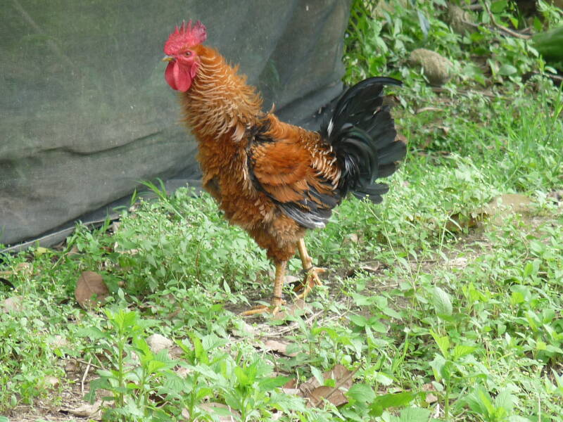Native Rooster with curly feathers in Lake Sebu, South Cotabato, Philippines. Photo by Amrey Boquiren.