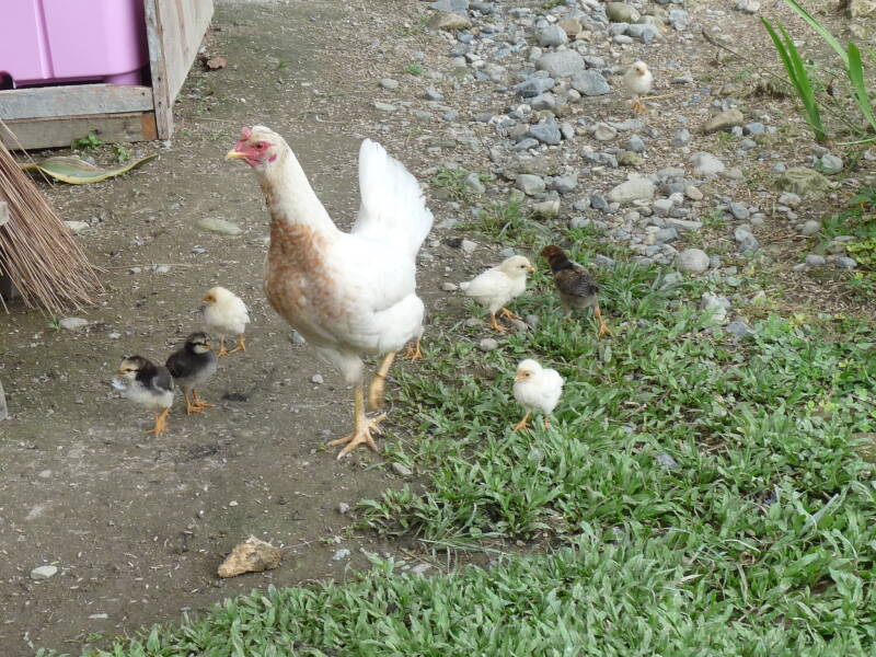 Native Hen and chicks freely roaming in Lake Sebu, South Cotabato, Philippines. Photo by Amrey Boquiren.