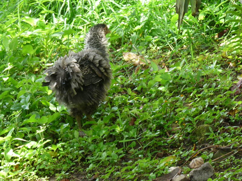 Native Chicken with curly feathers in Lake Sebu, South Cotabato, Philippines. Photo by Amrey Boquiren.
