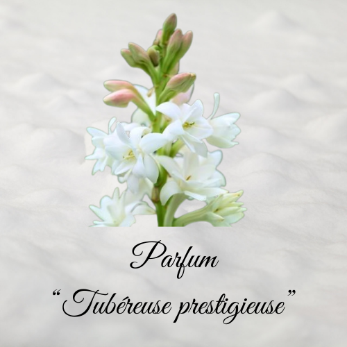 bougie parfum tubéreuse prestigieuse