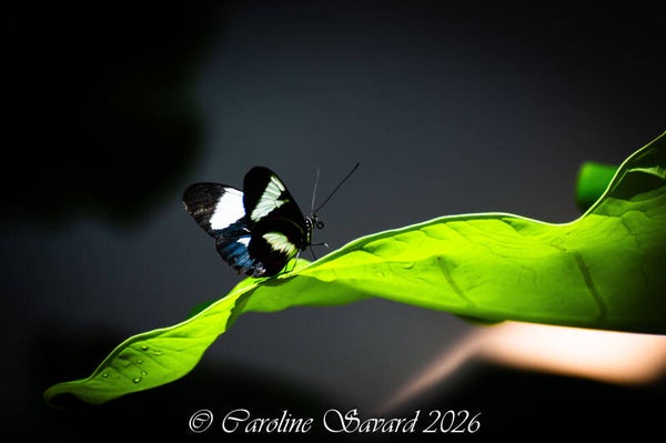 Papillon noir, blanc et bleu posé sur une feuille