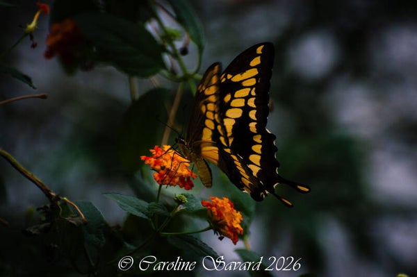Joli papillon coloré