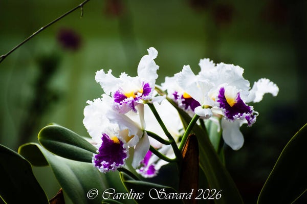 Bouquet d'orchidées