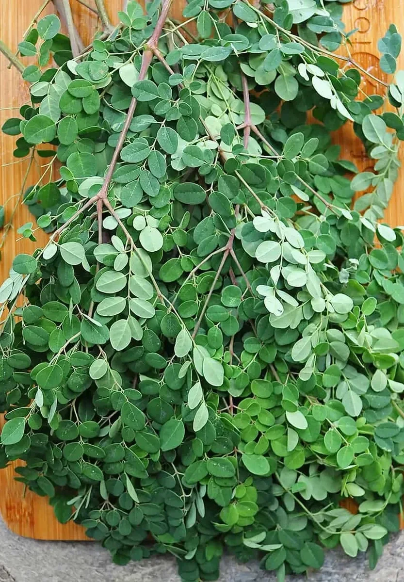 Moringa leaf verpakt +-300gms