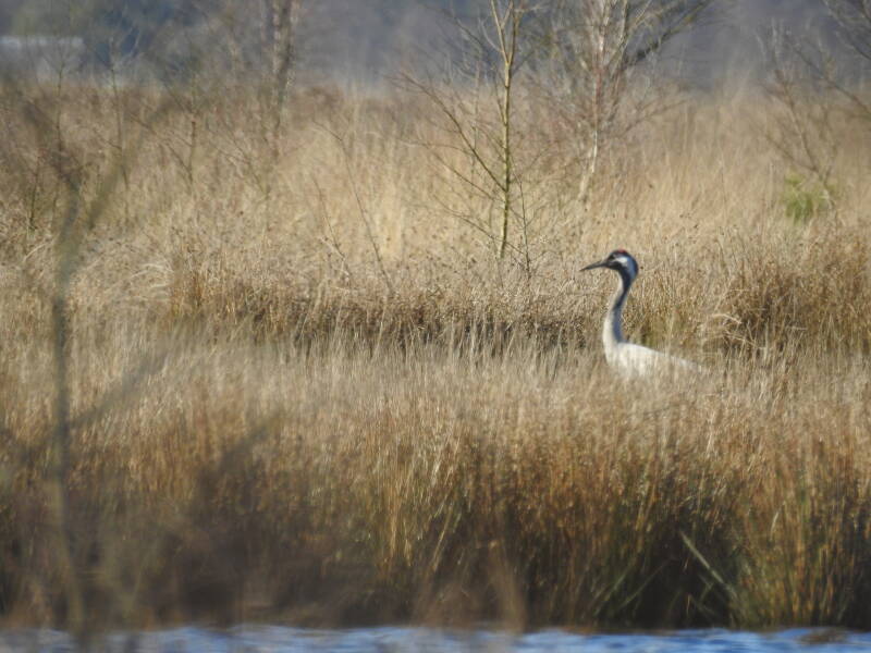 Kraanvogel - Dwingelderveld 2026